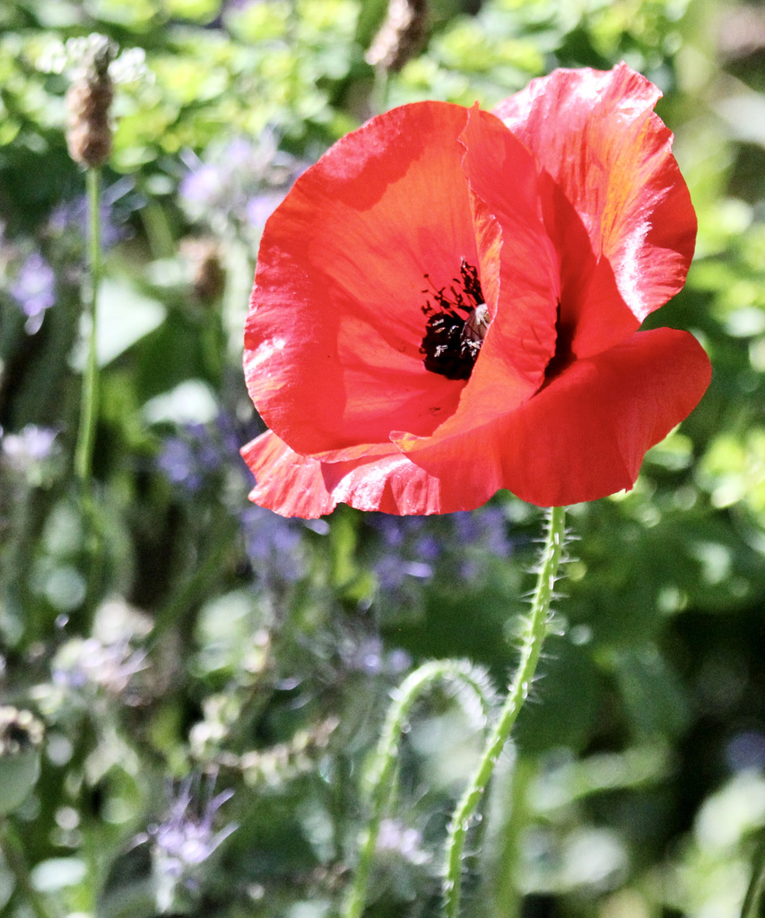 Mohnblüte