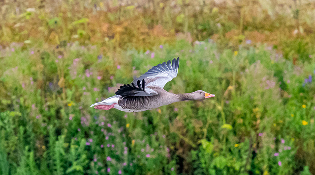 Greylag goose