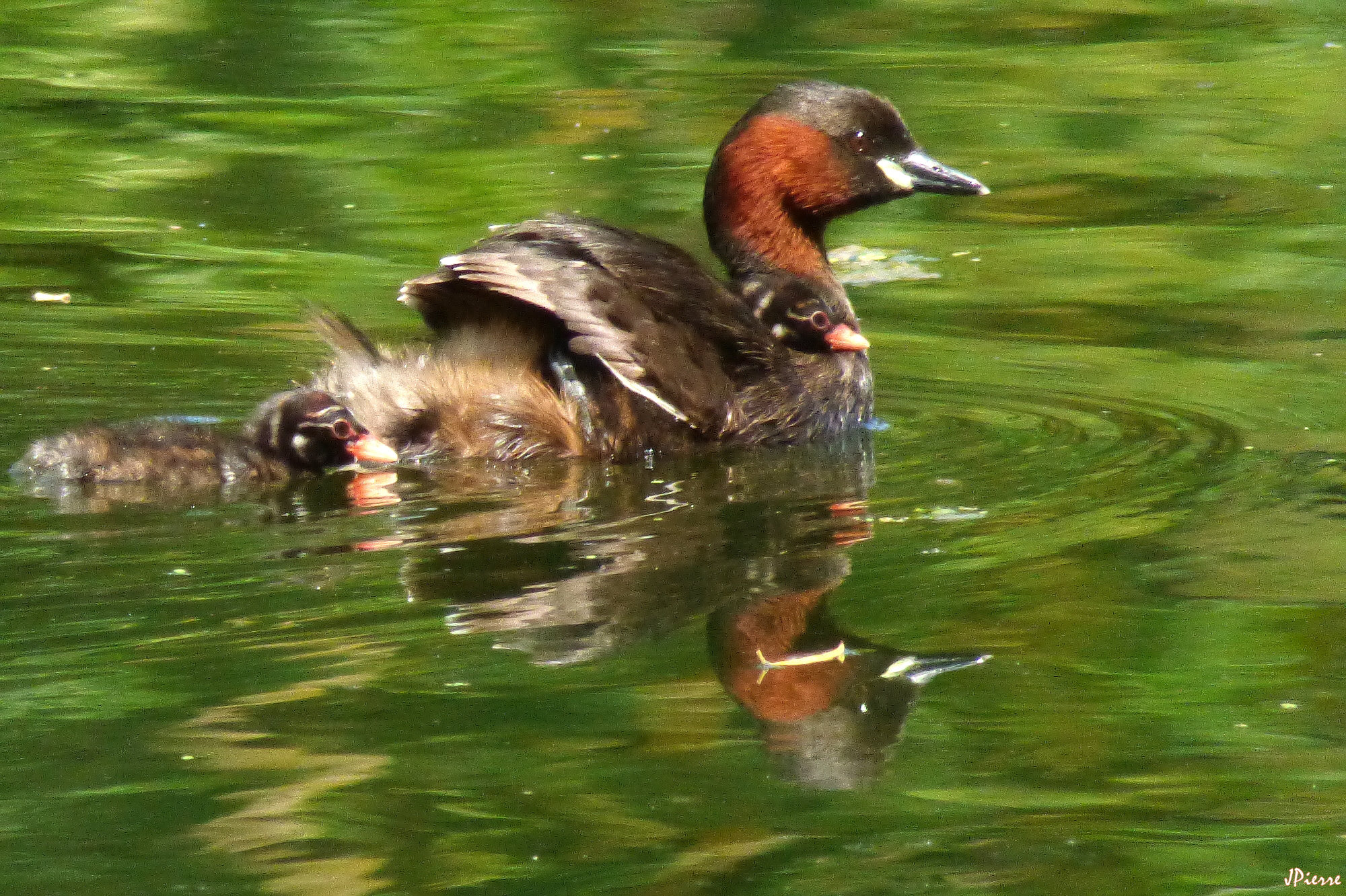 Famille grèbe castagneux