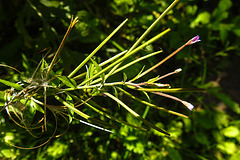 20230726 3208CPw [D~LIP] Drüsiges Weidenröschen (Epilobium ciliatum), BS