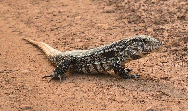 EF7A2816 Argentine Tegu-1