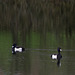 Tufted Ducks