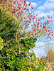 Magnolia Opening