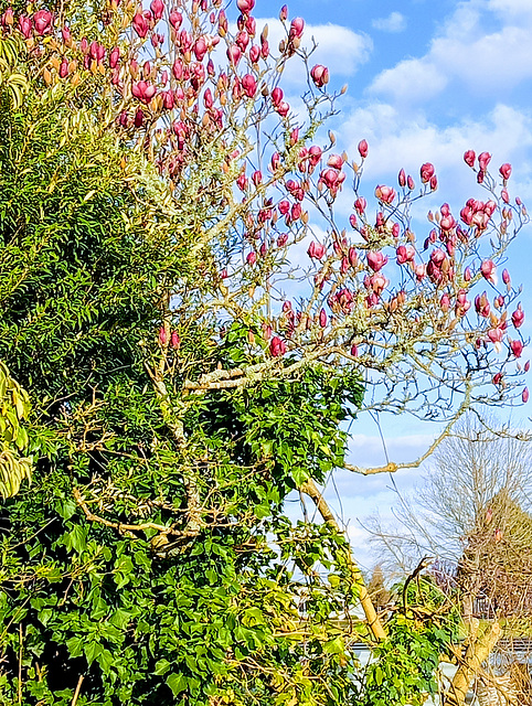 Magnolia Opening