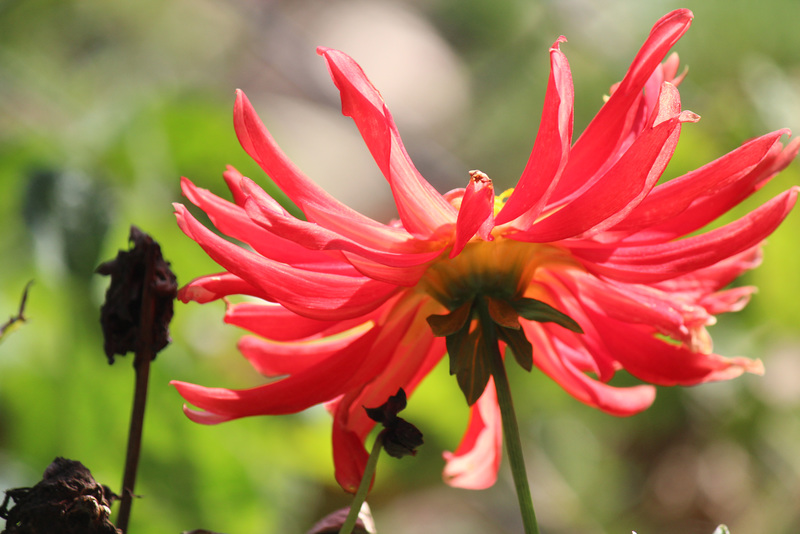 Derniers dahlias