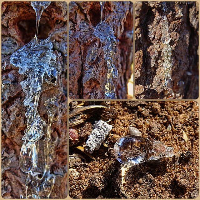 Pine Tree Sap Collage Pine Tree Sap Collage