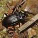 IMG 1183beetle