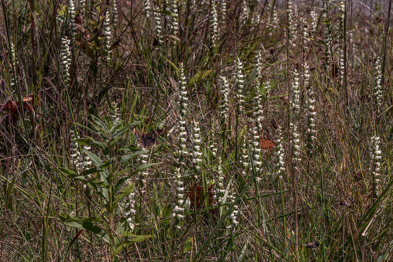 Spiranthes cernua (Nodding Ladies'-tresses orchid)