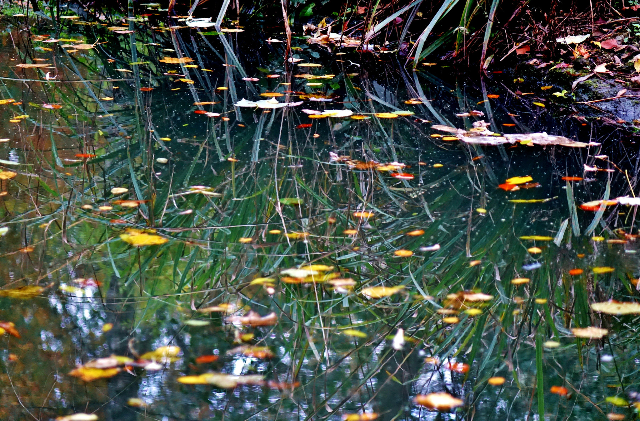 Autumn Reflections