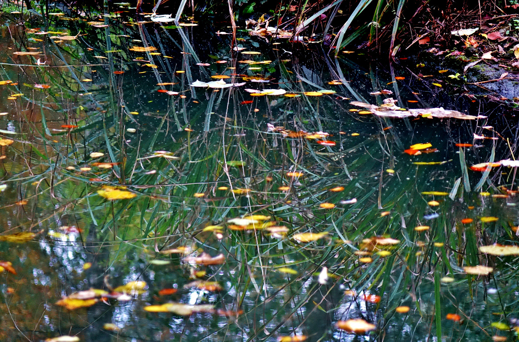 Autumn Reflections