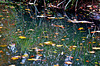 Autumn Reflections
