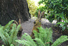 Moss Sculpture At The Butchart Gardens