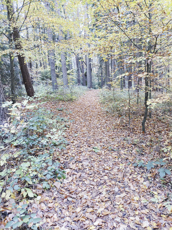 Fränkischer Jakobsweg: Gräfenberg - Kalchreuth