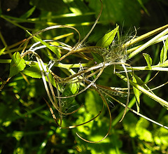 20230726 3209CPw [D~LIP] Drüsiges Weidenröschen (Epilobium ciliatum), BS