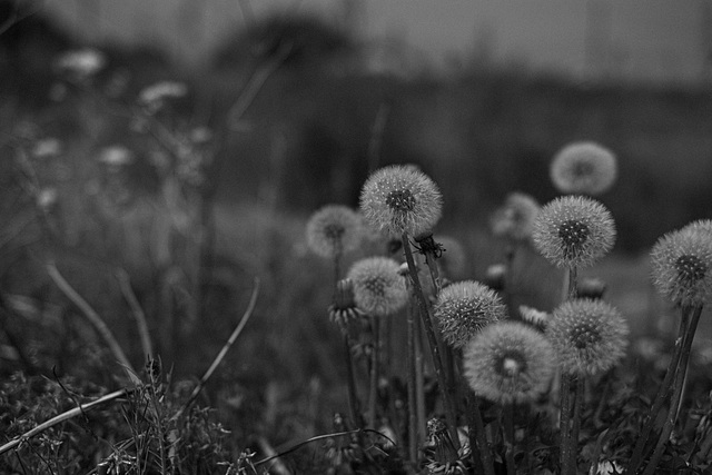 Dendelions