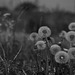 Dendelions