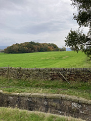 Over the wall to Cat Wood