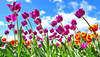 Tulips  Galore.