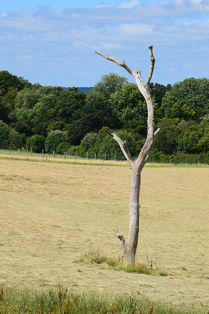 Marwell Zoo (20) - 15 July 2019