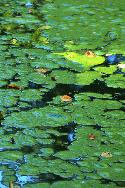 A Porridge Of Algae With A Sprinkling Of Leaves!!