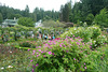 Rose Garden At The Butchart Gardens