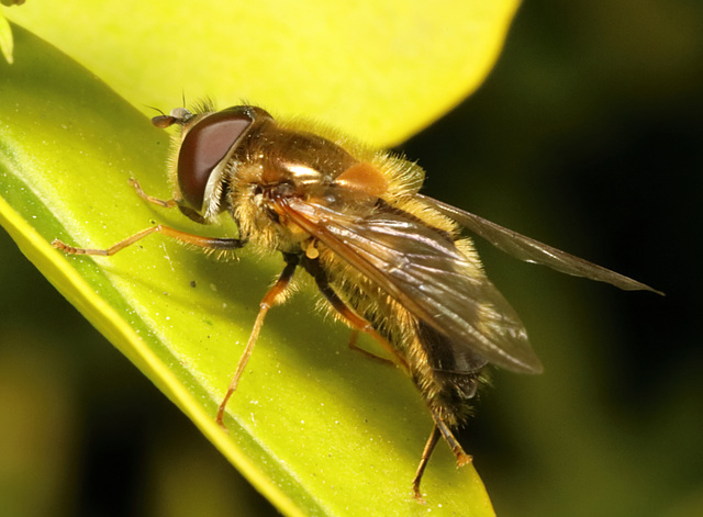 HoverflyIMG 2357