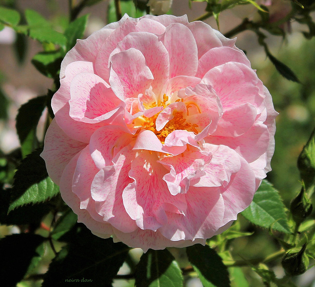 Grimpant rose pastel