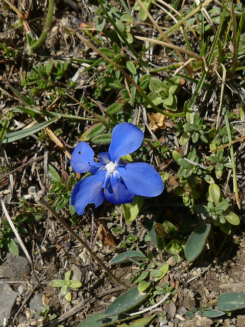 20220828 -11 Ubaye (Alpes de Haute Provence) (839)