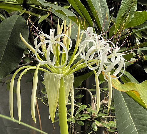 Hortus botanicus Leiden 11