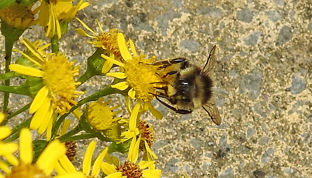20230726 3214CPw [D~LIP] Steinhummel (Bombus lapidarius), BS
