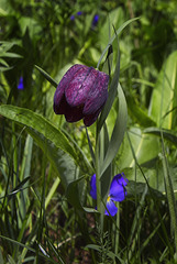 Fritillaire pintade.