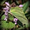 le Citron, (Gonepteryx rhamni)