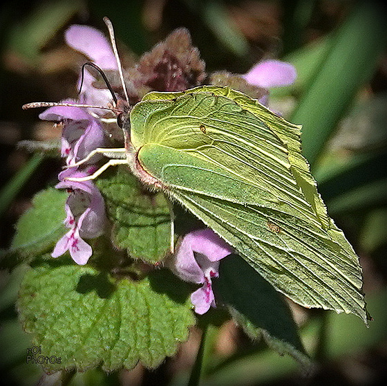 le Citron, (Gonepteryx rhamni)