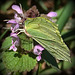 le Citron, (Gonepteryx rhamni)