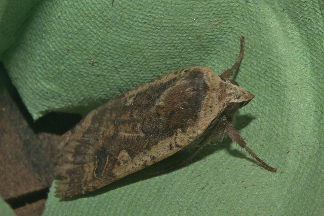 IMG 9734moth