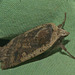 IMG 9734moth