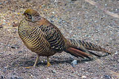 20160209 9943VRAw [D~LIP] Goldfasan (Chrysolophus pictus), Voliere,  Landschaftsgarten, Bad Salzuflen