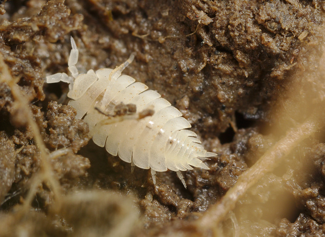 EF7A7631Antwoodlouse