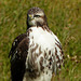 Juvenile Red-tailed Hawk