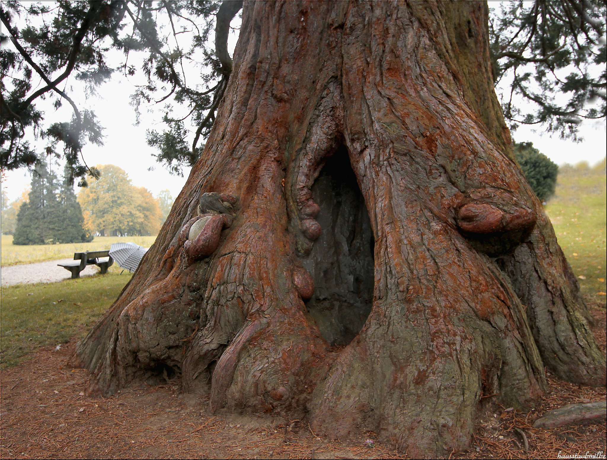 old tree