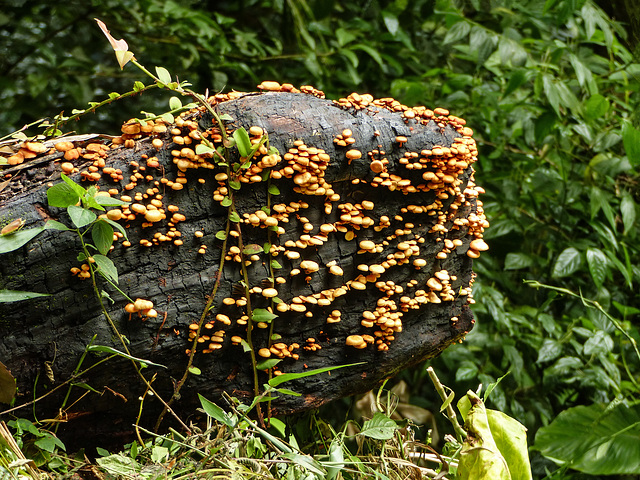 Fungi, on way to Brasso Seco