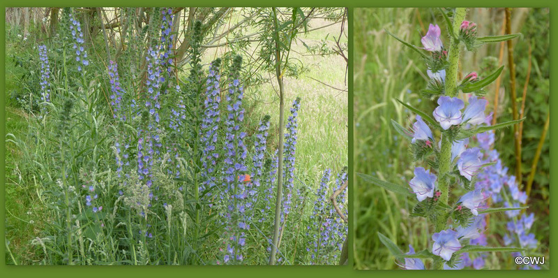 "Along my path is bugloss blue..." (George Meredith) The rather oddly named Viper's Bugloss - Echium Vulgare it was once used as an anti-venom for bites from the spotted viper -so now you know!