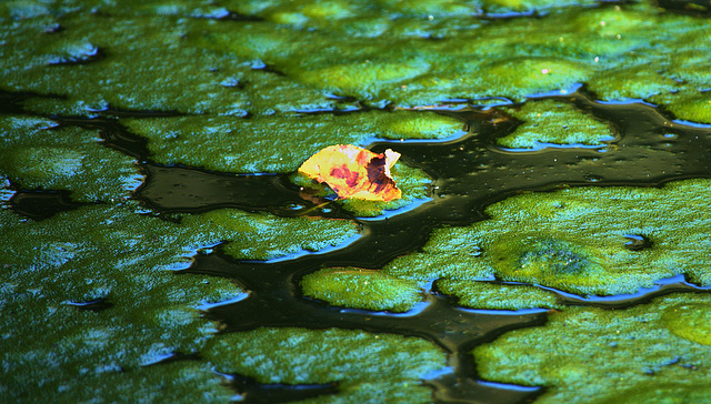 A Porridge Of Algae With A Sprinkling Of Leaves!!
