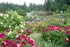 Rose Garden At The Butchart Gardens