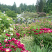 Rose Garden At The Butchart Gardens