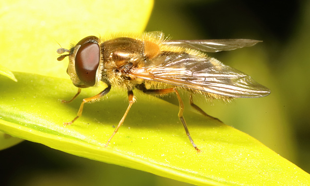 HoverflyIMG 2369