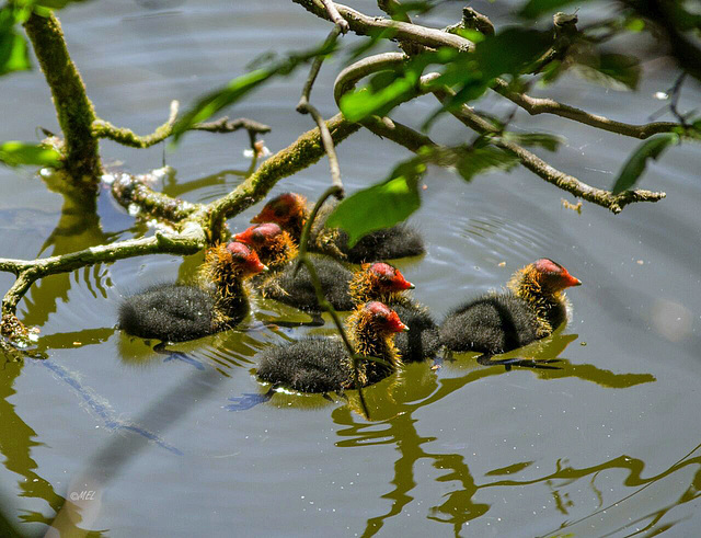 Enten-Babies