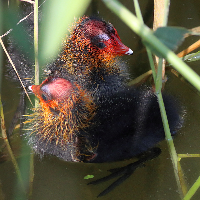 EOS 90D Peter Harriman 15 51 01 68158 babyCoots dpp