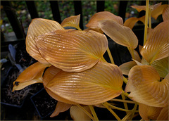 Zombie hosta