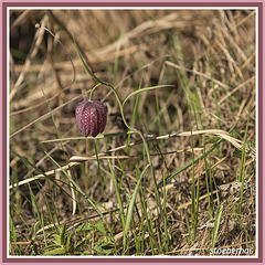Schachblume
